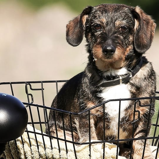 Hund und Urlaub 